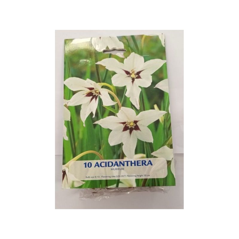 LUKOVICE CVIJEĆA GLADIOLA ETIOPSKA ACIDANTHERA Cijena