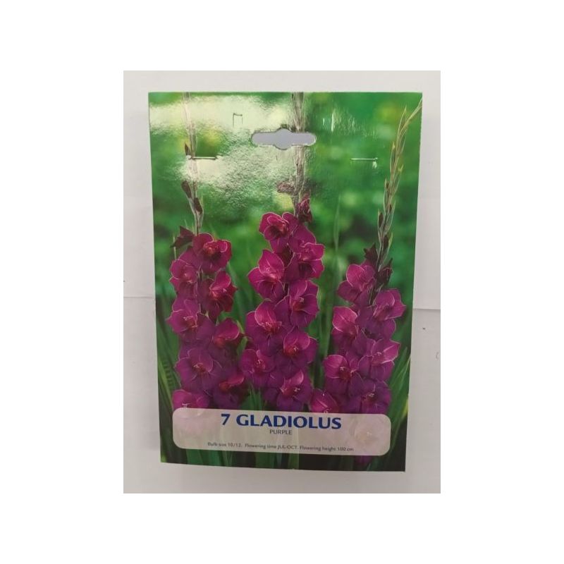 LUKOVICE CVIJEĆA GLADIOLA LJUBIČASTA Cijena