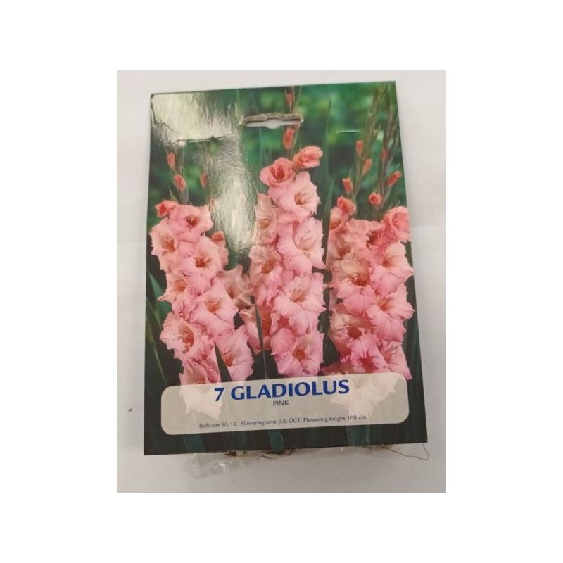 LUKOVICE CVIJEĆA GLADIOLA PINK Cijena