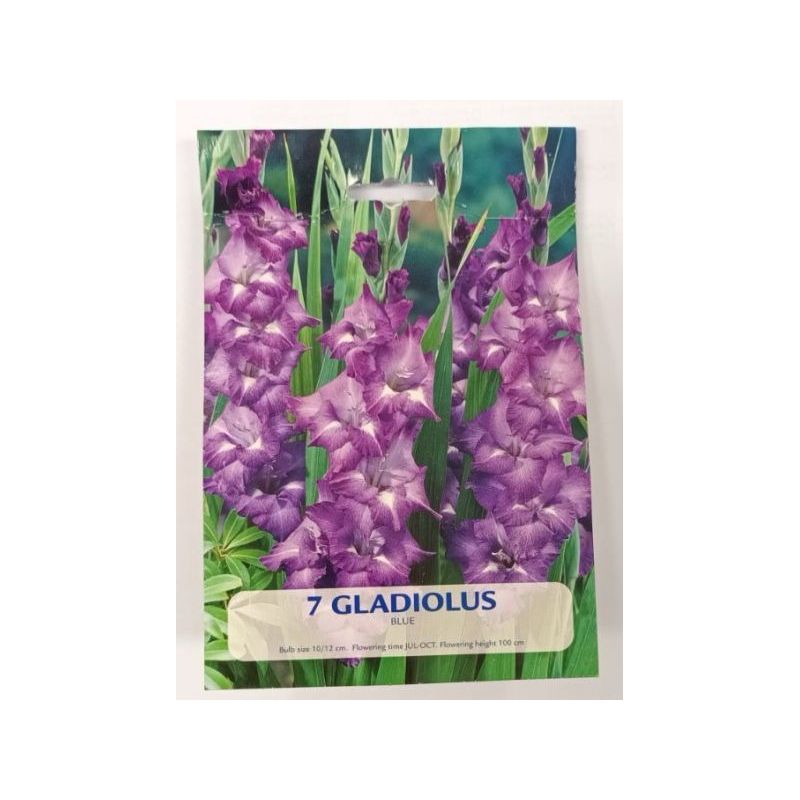 LUKOVICE CVIJEĆA GLADIOLA PLAVA Cijena