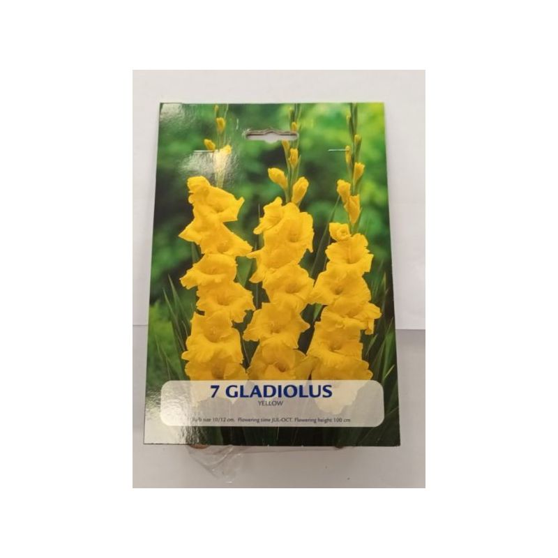 LUKOVICE CVIJEĆA GLADIOLA ŽUTA Cijena