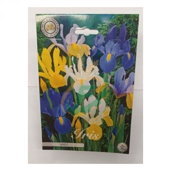 LUKOVICE CVIJEĆA IRIS HOLLANDICA MIX PREMIUM Cijena