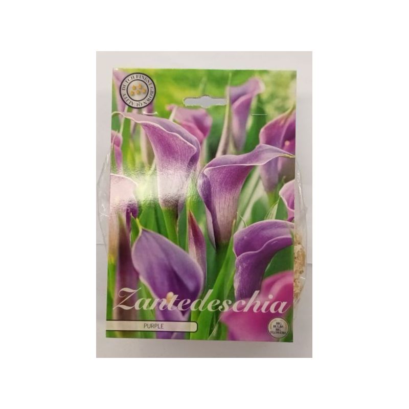LUKOVICE CVIJEĆA KALA PURPLE PREMIUM Cijena